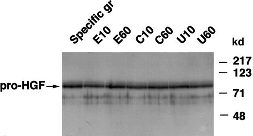 Fig. 7. Effects of serine proteases on pro-HGF from specific granules. / Aliquots of purified specific granules were incubated at 37°C for 10 and 60 minutes with 10 pmol elastase/ng pro-HGF (E10, E60), 10 pmol cathepsin G/ng pro-HGF (C10, C60), or 10 IU uPA/ng pro-HGF (U10, U60); specific granules (gr) incubated in the medium alone for 60 minutes served as control. Proteins were then subjected to Western blot analysis in reducing conditions and revealed with antihuman HGF monoclonal antibodies. These data are representative of one experiment of 3.
