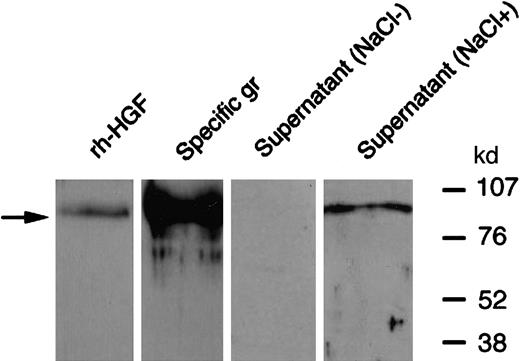 Fig. 8. Western blot analysis of PMN-derived HGF: effect of NaCl pretreatment. / PMNs were stimulated with cytochalasin B and fMLP at 37°C; the supernatant was then incubated for 30 minutes at 37°C with 2 M NaCl (NaCl+) or without NaCl (NaCl−) and then subjected to Western blot analysis in nonreducing conditions and revealed with antihuman HGF monoclonal antibodies; rh-HGF and HGF derived from purified specific granules (gr) were loaded and blotted in parallel. Note that both pro-HGF and mature HGF yielded a 92-kd band (arrow) in nonreducing conditions. These data are representative of one experiment of 3.