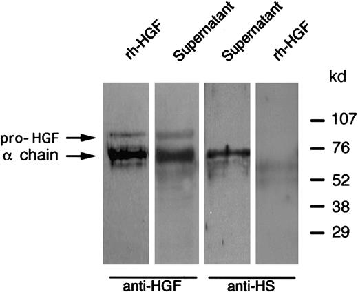 Fig. 9. Western blot analysis of HGF released after PMN degranulation: colocalization with neutrophil-derived heparan sulfate. / PMNs were stimulated with cytochalasin B and fMLP at 37°C; the supernatant was then subjected to Western blot analysis in reducing conditions and revealed with either antihuman HGF (anti-HGF) or antiheparan sulfate (anti-HS) monoclonal antibodies, as indicated; rh-HGF was loaded and blotted in parallel. These data are representative of one experiment of 3.