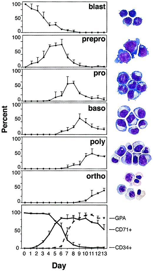 Fig. 1. Erythropoiesis in vitro: daily determination and quantitation of cell types and expression of surface proteins. / The 6 upper panels show daily percentage of a given cell type among all cells in culture calculated in a blinded fashion from cytospin preparations; blast indicates undifferentiated blast; prepro, preproerythroblasts; pro, proerythroblasts; baso, basophilic normoblasts; poly, polychromatic normoblasts; ortho, orthochromatic normoblasts. Stained cytospins performed on days 1, 5, 7, 9, 11, and 13 are shown on the right. The bottom panel demonstrates surface phenotype of cells in culture stained for glycophorin A (GPA), transferrin receptor (CD71), and CD34.