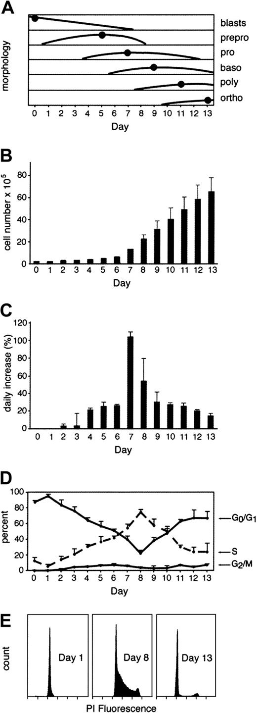 Fig. 2. Proliferation rates and cell cycle stages during erythroid differentiation in vitro. / (A) Schematic representation of different erythroid stages during erythropoiesis as a percentage of the whole cell population. The dots mark the peak day for each cell type. Data collection and cell name abbreviations are as described in Figure 1. (B) Daily cell counts per 1 mL in culture. (C) Daily increase in cell counts measured as a percentage increase from the cell count on the previous day. (D) Flow cytometry measurements of cells at S, G2/M and G0/G1 stages of the cell cycle based on PI staining. (E) Representative cell cycle histograms performed on culture days 1, 8, and 13.
