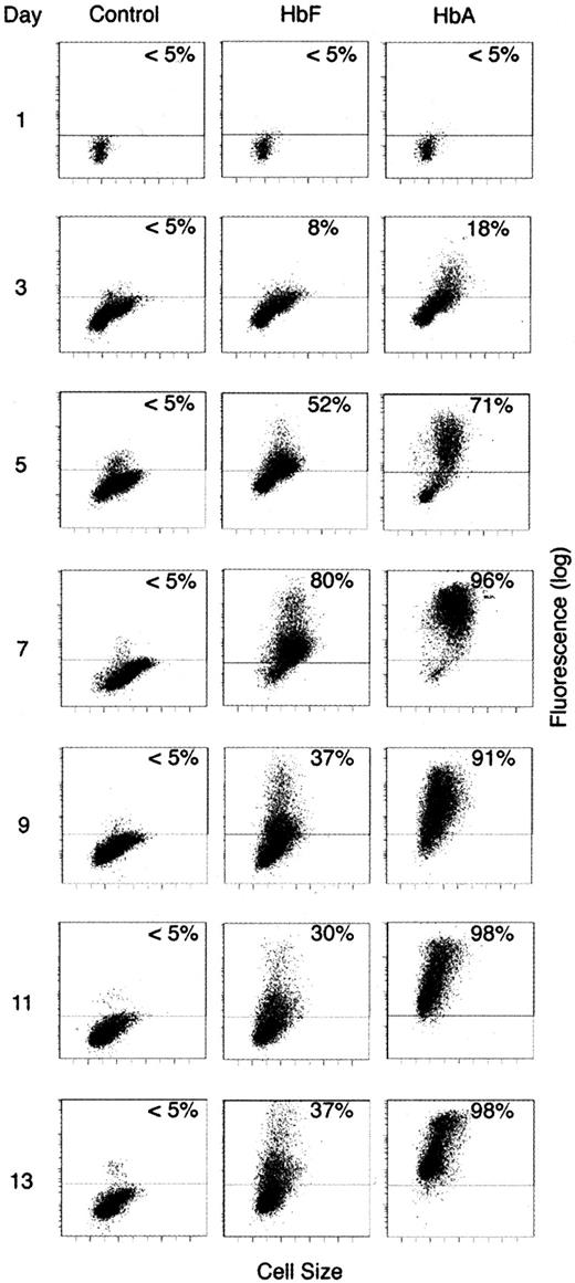 Fig. 4. Flow cytometric analysis of HbF and HbA. / Distributions of fluorescence versus size for cells stained with isotypic control antibodies (control) versus antibodies directed against HbF and HbA (stained separately) are shown according to the culture day on the left. The level of fluorescence demonstrated by at least 95% of the control-stained population (horizontal bars) was used to define the positive population. The percentage of hemoglobin-stained cells with fluorescence above that level is shown on the upper right of each panel. Nearly identical staining was detected with isotypic control antibodies for HbF and HbA; the HbF control panels are shown.