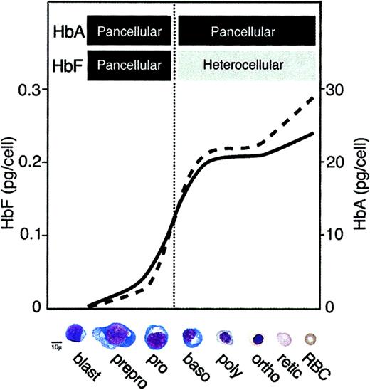 Fig. 7. Model of hemoglobin production during erythroid differentiation in adults. / Patterns for the accumulation of mean HbF (solid line) and HbA (dashed line) are shown with corresponding scales on the left and right y-axes, respectively, and cell types on the x-axis. The vertical dotted line identifies the transition from a rising to falling rate of proliferation. Bars at the top of figure denote the apparent fluorescence-based distribution of hemoglobin within the populations (see text for details). Hemoglobin levels attributed to the mature erythrocytes were obtained from HPLC analyses using peripheral blood from normal, healthy donors.