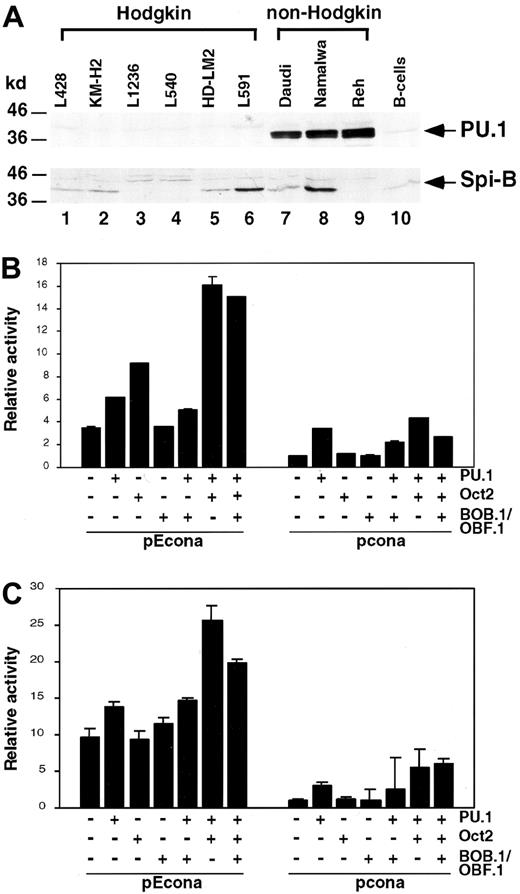 Fig. 2. PU.1 expression in Hodgkin cell lines and transient cotransfections of the Hodgkin cell lines L428 and KM-H2 with immunoglobulin enhancer constructs. / (A) Western blot analysis of cell lysate proteins from Hodgkin (lanes 1-6), non-Hodgkin (Burkitt lymphoma: Daudi, Namalwa; pre-B cell line: Reh; lanes 7-9) cell lines and mature CD19+ B cells (B cells; lane 10), showing bands of PU.1 and Spi-B. Left margin, size markers in kilodalton. L428 (B) and KM-H2 (C) cells were transfected with luciferase reporter plasmids driven by conalbumin promoter with or without the MluI-HpaI fragment of the human IgH gene intronic enhancer (pEcona and pcona). Expression vectors for PU.1, Oct2, and BOB/OBF.1 were cotransfected as indicated. Relative luciferase activity is shown and transfections with empty expression vectors were arbitrarily set to 1.