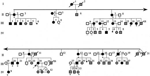 Fig. 1. Pedigree of affected family. / The dark filled symbols represent affected individuals with erythrocytosis or history of periodic phlebotomy for polycythemia. The symbols with patterned fill represent individuals for whom clinical information was not available. The presence or absence of the 5881G>T mutation in tested individuals is indicated by + or − symbols, respectively. The propositus is indicated by the arrow (III:24).