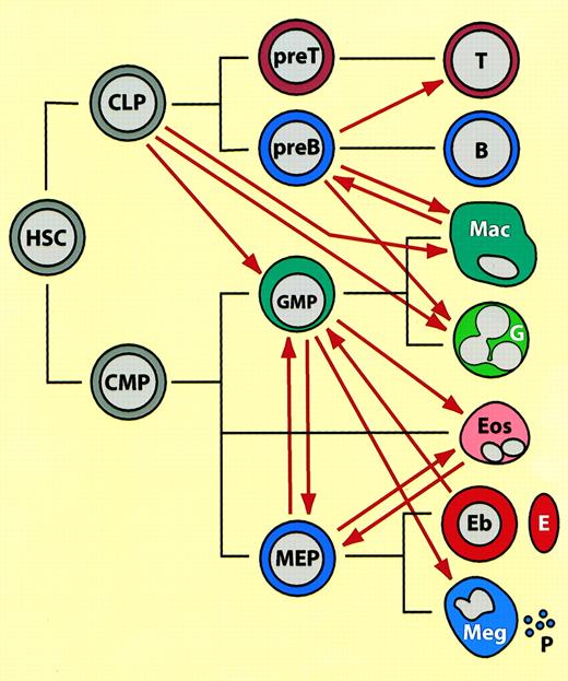 Fig. 1. Summary of lineage switches observed between hematopoietic cells, placed in the context of normal hematopoietic differentiation.4445. / (See text for details). The black lines indicate normal lineage relationships, the thick red arrows represent induced switches. (These do not necessarily imply direct transitions.) HSC indicates hematopoietic stem cell; CLP, common lymphoid progenitor; CMP, common multipotent progenitor; GMP, granulocyte/macrophage progenitor (in the text also called “myeloblasts”); MEP, megakaryocyte erythrocyte progenitor; T, T lymphocyte; B, B lymphocyte; Mac, macrophage; G, neutrophil granulocyte; Eos, eosinophil, Eb, erythroblast; E, erythrocyte; Meg, megakaryocyte; P, platelet. Mast cells, NK cells, and dendritic cells have been omitted from the scheme and placement of eosinophils is speculative. Note that most of the switches were observed with transformed cell lines in culture and that the cell type designations (both before and after the switch) may not accurately reflect the phenotype of the normal counterparts.