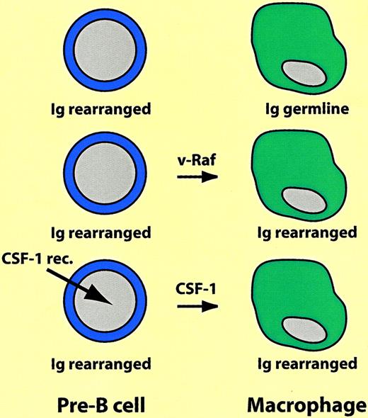 Fig. 2. Switch of B-lineage cells into macrophages. / Ig rearranged and Ig germline indicate immunoglobulin heavy chain gene in rearranged or germline configuration, respectively. For explanation, see text.