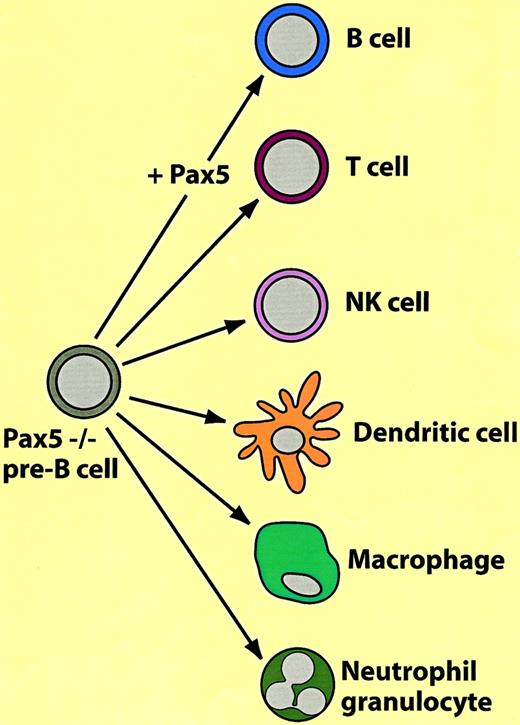 Fig. 3. Plasticity of Pax5−/− pre–B cells. / For explanation, see text.