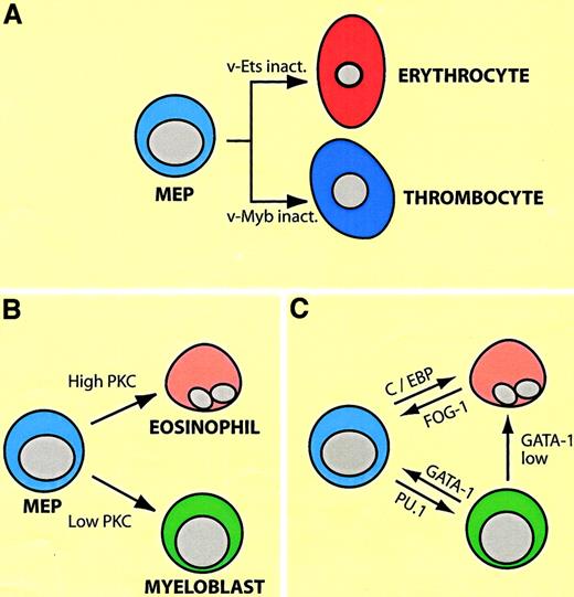 Fig. 4. Plasticity of MEP cells transformed by E26 leukemia virus. / (A) Differentiation potential of MEP cells, as demonstrated by the use of ts mutants of E26 virus with point mutations in eitherv-ets or v-myb. (B) Differentiation of MEP cells into eosinophils and myeloblasts (granulocyte/macrophage precursors) by activation of the Ras or PKC pathways. Different phorbolester concentrations preferentially lead to the differentiation of either eosinophils or myeloblasts (high and low PKC levels). (C) Arrows indicate induction of eosinophil, myeloblast, and MEP cell differentiation by enforced expression of transcription factors shown. GATA-1 low indicates that lower levels of the factor are required for eosinophil differentiation than for MEP cell differentiation.