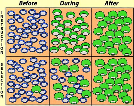 Fig. 5. Instruction versus selection models of lineage switching. / The cells illustrate a hypothetical experiment where cultures were exposed to switch-promoting conditions, and the cell phenotypes determined at different times thereafter (before, during, and after). In the instruction model the cells gradually change phenotype, going through a phase where they exhibit mixed traits. In the selection model a pre-existing minor cell population becomes dominant in the “after” population.