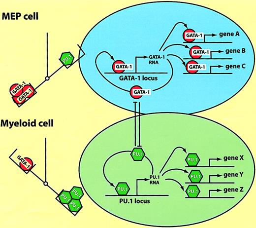 Fig. 6. Model of hematopoietic lineage switching. / The scheme is based on the reciprocal lineage switches between MEP cells and myeloblasts induced by GATA-1 and PU.1 (see text). The left part of the figure illustrates that the balance between the 2 factors determines the cell's phenotype; MEPs are specified by an excess of GATA-1, myeloblasts by an excess of PU.1. The right part of the figure illustrates what might be going on in the nucleus. In MEP cells GATA-1 activates multiple target genes (A, B, C), as well as possiblyGATA-1 itself. In myeloid cells PU.1 activates another set of target genes (X, Y, Z), including PU.1 itself. Enforced expression of PU.1 in MEP cells leads to the inactivation of GATA-1 through direct protein interactions. GATA-1, when overexpressed in myeloid cells, inactivates PU.1 through a similar mechanism (the cross-antagonism between the 2 factors is illustrated by the T bars).