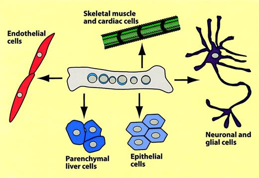 Fig. 7. Summary of hematopoietic-to-nonhematopoietic cell conversions. / The scheme summarizes experiments in which bone marrow cells were transplanted into mice, which were then analyzed several months later for hematopoietic and nonhematopoietic donor type cells.