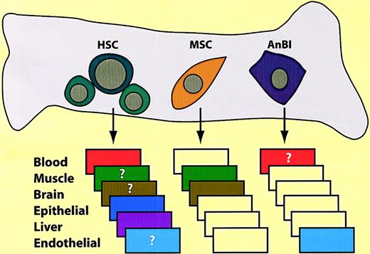 Fig. 8. The bone marrow cavity contains different types of hematopoietic and nonhematopoietic progenitors. / HSC indicates hematopoietic stem cells; MSC, mesenchymal stem cells; AnBl, angioblasts. The boxes represent “drawers” that indicate differentiation potential. Colors within the drawers indicate tissue conversions that have been described or postulated (question marks). The presence of angioblasts in the bone marrow is speculative. Additional types of precursors may also exist.
