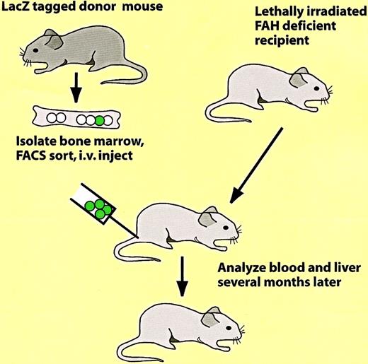 Fig. 9. Protocol used to show the in vivo conversion of hematopoietic cells into parenchymal liver cells.97
