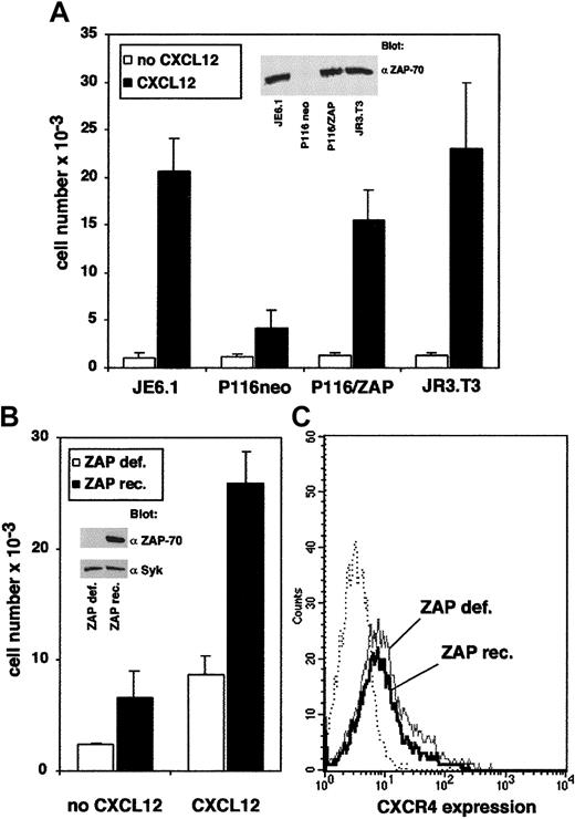 Fig. 1. PTK ZAP-70 is involved in T-cell transendothelial migration induced by CXCL12. / (A) Transendothelial migration of the ZAP-70–deficient mutant Jurkat cell line (P116), transfected with either wild-type ZAP-70 cDNA (pEFneo-HA-ZAP-70) or with empty vector, was compared with the migration of Jurkat cells (JE6.1) or with CD3− JR3.T3 T cells. Cells (0.5 × 106) of each cell type were added in the upper well of a Transwell chamber. Medium alone or medium plus CXCL12 (100 ng/mL) was added in the lower chamber. Transendothelial migration of cells from the upper well to the lower well was measured after 90 minutes. The absolute number of each population was determined by flow cytometry using calibrated beads. (B) CXCL12-induced migration of phytohemagglutinin-activated CD4+ T cells obtained from a patient deficient in ZAP-70 expression. ZAP-70/GFP-retrovirus–mediated transduced cells (filled histograms) and untransduced cells (open histograms) from the same patient were added to the upper well. Medium alone or medium plus CXCL12 (100 ng/mL) was added in the lower chamber. Transendothelial migration and quantification of the cell number were performed as described in “Materials and methods.” (C) Same cells were analyzed for CXCR4 expression by flow cytometry. ZAP-70/GFP-retrovirus–mediated transduced cells (full black line) and untransduced cells (full gray line) were labeled using a phycoerythrin-conjugated anti-CXCR4 mAb. Phycoerythrin-conjugated, isotype-matched mAb (dotted line) was used as a negative control.