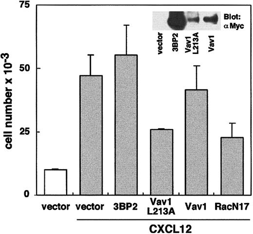 Fig. 5. Transfection of a dominant-negative form of Vav1 decreases T-cell migration in the presence of CXCL12. / Jurkat-TAg cells were transfected with 30 μg of an empty vector pEFneo (used as a control) or plasmids encoding 3BP2-myc, Vav1-myc L213A, wild-type Vav1-myc, and Rac1 N17, together with 5μg pEGFP-N1 vector. Cells were cultured for 48 hours and were used in cell migration assays, as described in Figure 1A. Transfected GFP+ cells were sorted by FACS analysis.