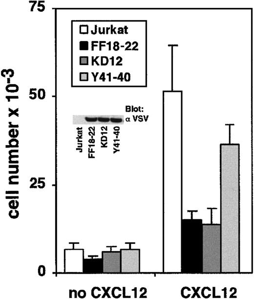 Fig. 6. Catalytic activity of ZAP-70 is required for CXCL12-induced T-cell migration. / Jurkat KD12, FF18-22, and Y41-40 cell lines were added to the upper well of a Transwell chamber. Medium alone or medium plus CXCL12 (100 ng/mL) was added to the lower chamber. Transendothelial migration of the cells was measured as above. Expression of VSV-tagged ZAP-70 mutants was visualized by anti-VSV immunoblot analysis of cell lysates.