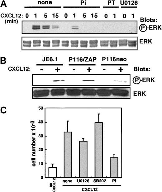 Fig. 7. ZAP-70 is involved in CXCL12 activation of the ERK pathway. / (A) Jurkat cells were left untreated (control) or were preincubated with piceatannol (25 μM), U0126 (50 μM), or pertussis toxin (PT, 10 ng/mL) for 3 hours at 37°C. Cells were then activated by CXCL12 (50 ng/mL) for different periods of time. Phosphorylated ERK was revealed by immunoblot analysis with an anti–phospho-ERK antibody. The amount of ERK was controlled by immunoblot analysis with anti-ERK polyclonal antibody. (B) Jurkat, ZAP-70+-P116, and P116 cells were activated by CXCL12 (50 ng/mL) for 1 minute, and ERK phosphorylation was analyzed as in panel A. (C) Jurkat cells were left untreated (control) or were preincubated with U0126 (50 μM), SB202190 (40 μM), or piceatannol (25 μM) for 3 hours at 37°C and then were added to the upper well of a Transwell chamber. Medium alone or medium plus CXCL12 (100 ng/mL) was added to the lower chamber. Transendothelial migration and quantification of cell migration was performed as in Figure 1A.