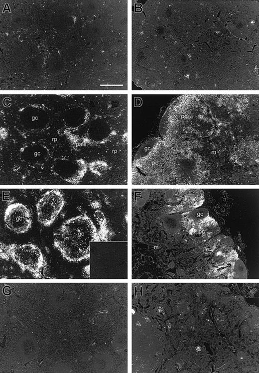 Fig. 2. ISH characterization of CXCL9/Mig mRNA in rhesus macaque lymphoid tissues during SIV infection. / Tissue sections from spleens (A, C, E, and G) and axillary lymph nodes (B, D, F, and H) were hybridized in situ with a35S-labeled, CXCL9/Mig-specific riboprobe, which was revealed by emulsion autoradiography after an exposure time of 7 days. (A,B) Macaque M5600 (uninfected), (C,D) macaque M5999 (acute infection), (E,F) macaque M6199 (AIDS), and (G,H) macaque M9597 (LTNP). The bar in panel A is equivalent to 500 μm. The inset in panel E represents ISH to a spleen tissue section from M6199 with a control sense riboprobe, shown at the same magnification. All images were captured as bright-field images, converted to grayscale, and then inverted to show the silver grains as bright white; gc indicates germinal center; rp, red pulp; pals, periarteriolar lymphoid sheath; pc, paracortex; and m, medulla. Original magnifications, × 100.