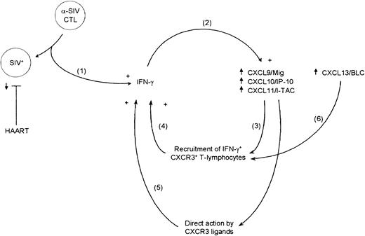 Fig. 7. Model for IFN-γ–driven positive-feedback loops in lymphoid tissues from SIV-infected rhesus macaques. / Shown is a schematic representation of a model for 2 IFN-γ–driven positive-feedback loops that are initiated by the SIV-specific immune response in macaque lymphoid tissues.