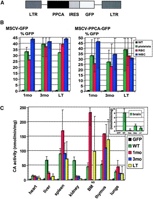Fig. 1. Retrovirally transduced PPCA−/− BM cells restore cathepsin A activity in transplanted PPCA−/−recipients. / (A) Schematic diagram of the retroviral bicistronic construct encoding the human PPCA cDNA. In this vector, expression of both the human PPCA and the GFP marker is driven by the viral LTR. Translation of GFP is initiated at the internal ribosomal entry site (IRES). (B) Platelets, white blood cells (WBCs), and erythrocytes (RBCs), obtained from PPCA−/− mice transplanted with either MSCV-GFP– or MSCV-PPCA-GFP–transduced PPCA−/−BM, at different time points after treatment, were FACS sorted and analyzed for GFP expression; 1 month (1 month, 7 mice total); 3 months (3 months, 6 mice total); LT (long-term, ages 6, 8, 9, and 10 months, 5 mice total). (C) Cathepsin A (CA) activity was assayed in tissue-homogenates of MSCV-PPCA-GFP–treated mice, at different time points after treatment. Wild-type (WT, 4 mice total) and MSCV-GFP–treated PPCA−/− mice (GFP, 4 mice total), ranging in age between 3 and 8 months, were used as positive and negative controls, respectively. The level of CA activity was independent from the age of the wild-type or MSCV-GFP–treated mice. The inset shows the CA activity in brain homogenates ofPPCA−/− treated and untreated mice, as well as controls. For the CA activity in the thymus of 1-month–treated mice, only one tissue sample was collected and measured; 1 month (1 month, 4 mice total); 3 months (3 months, 3 mice total); LT (long-term, ages 6, 8, 9, and 10 months, 5 mice total). We observed considerable variation in the measured CA activity between mice of the same age group, likely due to differences in engraftment of the transplanted BM cells. The presented data are average values with a typical high and low limit of ± 25% to 50%, which is significantly above the CA activity of the GFP controls. The bars represent SDs.