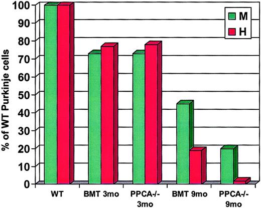 Fig. 7. Purkinje cell counts in BM-transplanted GS mice. / Purkinje cells were counted in recipient mice at 3 and 9 months after treatment and compared to 3- and 9-month-oldPPCA−/−mice and age-matched controls. Purkinje cells were counted at 2 levels: (1) in the paravermis at the point where the lateral cerebellar nuclei first become obvious (M, medial), and (2) in the hemisphere at the level of the dorsal cochlear nucleus (H, hemisphere). The values are expressed as percentage of Purkinje cells counted in the control group.