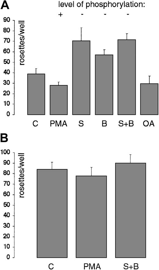 Fig. 7. CD33 lectin activity and serine phosphorylation interrelate. / (A) Effect of protein phosphorylation manipulation on RBC rosette formation. Working in a 24-well cluster tray, CD33-transfected COS cells were treated with either staurosporine (S, 2 μM), BIM (B, 2 μM), both staurosporine and BIM (S + B), or okadaic acid (OA, 0.4 μM) for 60 minutes, or with PMA (18 nM) for 12 minutes, all at 37° C. Rosettes were then allowed to form and were fixed, stained with AEC, and counted. Duplicate wells were counted, and the average ± SD shown (P < .01). Decrease of CD33 phosphorylation leads to an increase in lectin binding of RBCs; conversely, an increase in CD33 phosphorylation leads to a lowered rosetting ability. (B) Rosetting of RBCs with CD33T299Δ. COS cells transiently transfected with pCD33T299Δ rosette RBCs in the standard rosetting assay. Treatment with either PMA or staurosporine plus BIM (S + B) is without effect. Results of representative experiments are shown.