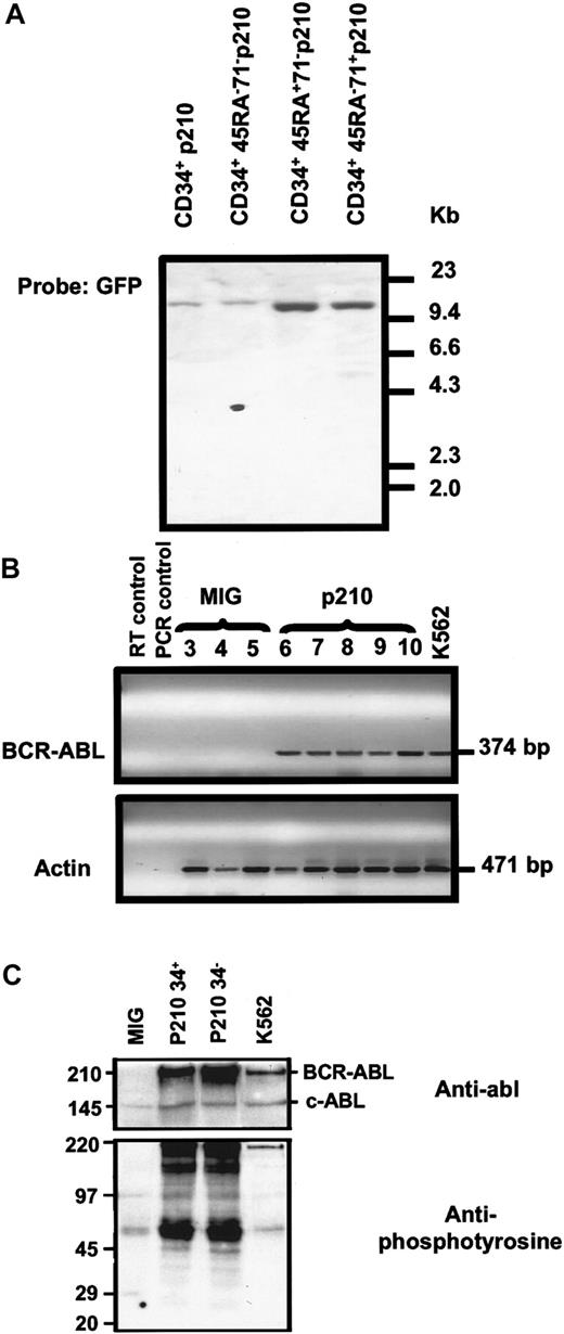 Fig. 2. Molecular analyses of p210-transduced CB cells. / (A) Southern analysis of genomic DNA isolated from p210-tranduced CB cells 14 days after transduction after digestion with XbaI and hybridization with a GFP probe showing the expected full-length (13.6-kb) integrated BCR-ABL. (B) RT-PCR analysis of RNA isolated from MIG or p210-transduced CB cells 7 days after transduction showing evidence of BCR-ABL transcripts (upper gel) in the p210-transduced cells only and actin transcripts in all samples. Lane 1 contained no RT (negative control for RT-PCR). Lane 2 contained water (negative control for PCR). Lanes 3 to 5 contained amplified products from MIG-transduced CB cells (3 different experiments). Lanes 6 to 10 contained amplified products from p210-transduced CB cells (5 different experiments). Lane 11 contained amplified products from K562 cells (positive control). The expected sizes, in base pairs, are indicated for both PCR products. (C) Increased expression and phosphorylation of p210BCR-ABL in p210-transduced CB cells as compared to K562 cells. A Western blot analysis of total cell lysates probed with an antiphosphotyrosine antibody is shown in the lower panel. The membrane was then stripped and reprobed with an anti-ABL antibody (upper panel). The positions of p210BCR-ABL and the endogenous p145c-ABL(endogenous loading control) are indicated. Total cell lysates from MIG-transduced CB cells and from the K562 cell line were used as negative and positive controls, respectively.