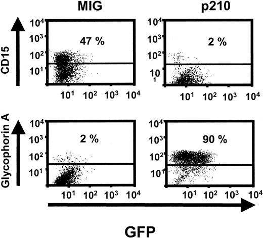 Fig. 4. Increased erythroid cells and decreased myeloid cells in cultures of p210-transduced CB cells. / Representative FACS profiles of cells from 7-day-old serum-free cultures of MIG (left panel) and p210-transduced (right panel) (GFP+) CD34+ CB cells maintained in FL, SF, IL-3, IL-6, and G-CSF but no added epo illustrating the differences seen in granulopoietic (CD15) and erythroid (glycophorin A) marker expression. The reduced level of GFP expression seen here is due to the fact that the cells were cultured in the absence of serum as shown by the fact that subsequent addition of serum increased the average level of GFP fluorescence several-fold (data not shown).