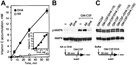 Fig. 2. Vitamin C inhibits GM-CSF–induced MAP kinase phosphorylation. / (A) Accumulation of vitamin C by U937 cells. Cells were incubated for the time indicated with 500 μM DHA (closed circle) or 500 μM AA (open circle). The insert shows the accumulation of vitamin C incubation with increasing concentrations of DHA for 30 minutes. The uptake of DHA and AA was determined as described in “Materials and methods.” (B) U937 cells treated with either buffer (–), 500 μM AA, or 500 μM DHA for 30 minutes were incubated with 1 nM GM-CSF for 1 minute. Phosphorylated (p-MAPK) and nonphosphorylated MAP kinase (MAPK) were detected by immunoblotting as shown in the upper and lower panels, respectively. (C) DHA did not affect ligand or GM-CSF receptor functions. DHA and GM-CSF were incubated together for 5 minutes before addition (GM-CSF/DHA) or added simultaneously (GM-CSF+DHA). Concentrations of DHA are indicated by 10 μM and 100 μM. The phosphorylated and nonphosphorylated MAP kinase are shown in the upper and lower panels, respectively. A schematic representation of the experiments is shown below the figure.