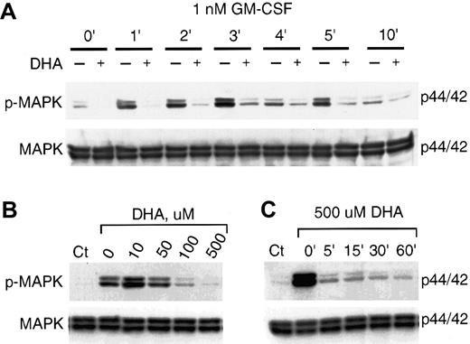 Fig. 3. Time-course and concentration dependence of vitamin C suppressing of GM-CSF–induced phosphorylation of MAP kinase. / (A) U937 cells incubated for 30 minutes with 500 μM DHA (+) or without DHA (–) were treated with 1 nM GM-CSF for the time periods shown. Phosphorylated MAP kinase (p-MAPK) was visualized by immunoblotting with an antiphospho-MAP kinase antibody (upper panel). Equal protein loading was demonstrated by immunoblotting the membrane with anti–MAP kinase antibody as shown in the lower panel (MAPK). (B) Concentration dependence of the effect of vitamin C on the GM-CSF–induced phosphorylation of MAP kinase. U937 cells preincubated for 30 minutes with different concentrations of DHA were treated with 1 nM GM-CSF for 3 minutes. (C) Time dependence of the effect of vitamin C on GM-CSF–induced phosphorylation of MAP kinase. Cells preincubated with 500 μM DHA for the time indicated were incubated with 1 nM GM-CSF for 3 minutes. Control (Ct) represents cells left untreated with either GM-CSF or DHA.