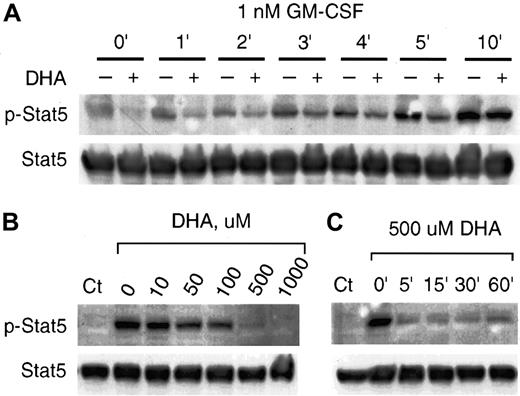 Fig. 4. Vitamin C suppresses GM-CSF–induced phosphorylation of Stat5. / (A) U937 cells incubated for 30 minutes with (+) or without (–) 500 μM DHA were treated with 1 nM GM-CSF for the periods shown. The phosphorylated Stat5 (p-Stat5) was visualized by immunoblotting with an antiphosphorylated Stat5 antibody (upper panel). Equal protein loading was demonstrated by immunoblotting the same membrane with anti-Stat5 (Stat5) antibody as shown in the lower panel. (B) Concentration dependence of the effect of vitamin C on the GM-CSF–induced phosphorylation of Stat5. U937 cells incubated for 30 minutes with different concentrations of DHA were treated with 1 nM GM-CSF for 3 minutes. The phosphorylated (p-Stat5) and nonphosphorylated Stat5 (Stat5) are shown at the upper and lower panels, respectively. (C) Cells were incubated with 500 μM DHA for the indicated time periods and treated with 1 nM GM-CSF for 3 minutes. The phosphorylated and nonphosphorylated Stat5 are shown at the upper and lower panels, respectively. Control (Ct) represents cells unexposed to GM-CSF or DHA.