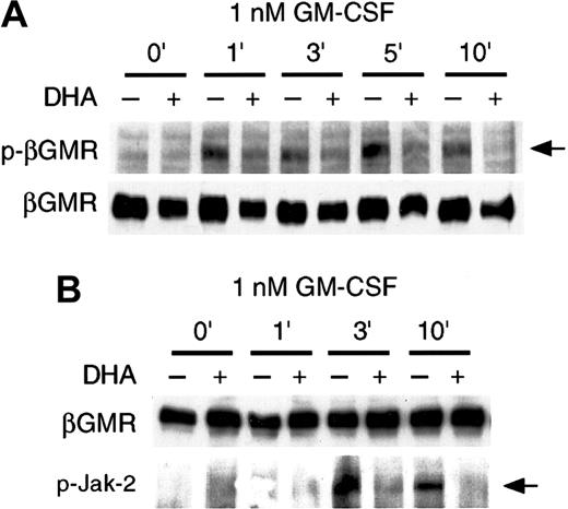 Fig. 6. Vitamin C suppresses GM-CSF–induced phosphorylation of βGMR. / 293T cells cotransfected with plasmids containing the cDNAs for αGMR and βGMR were incubated for 30 minutes in the presence (+) or absence (–) of 500 μM DHA. 1 nM GM-CSF was added for the periods of time shown. βGMR was immunoprecipitated, subjected to SDS-PAGE, and the phosphorylated βGMR (p-βGMR) was visualized by immunoblotting with an antiphosphotyrosine antibody (arrow, upper panel). (B) Jak-2 phosphorylation is suppressed by vitamin C. βGMR was immunoprecipitated, subjected to SDS-PAGE, and the phosphorylated Jak-2 (p-Jak-2) was visualized by immunoblotting with antiphospho Jak-2 antibody (arrow, lower panel). Equal protein loading was demonstrated by immunoblotting the same membrane with an anti-βGMR antibody, as shown in the upper panel.