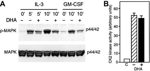 Fig. 8. Vitamin C suppresses IL-3–induced phosphorylation of MAP kinase. / (A) HL-60 cells incubated for 30 minutes with 500 μM DHA (+) or without DHA (–) were treated with 1 nM GM-CSF for 10 minutes or incubated with 0.6 nM IL-3 for the period indicated. Phosphorylated MAP kinase (p-MAPK) was visualized by immunoblotting with an antiphospho–MAP kinase antibody (upper panel). Equal protein loading was demonstrated by immunoblotting the membrane with anti–MAP kinase antibody as shown in the lower panel (MAPK). (B) U937 cells were incubated with DHA (+) or without DHA (–) and CK2 kinase activity was measured in cell lysates. One representative experiment is shown. C represents background activity in absence of lisate. Bars represent the average values of triplicate determinations ± SD.