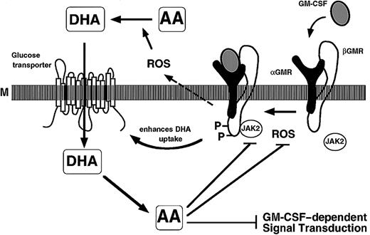 Fig. 9. Schematic representation of GM-CSF signaling and vitamin C transport and functions. / GM-CSF binds to αGMR, and in concert with βGMR forms the high-affinity receptor-signaling complex (M: membrane). Vitamin C enters the cells through the glucose transporters as DHA, and is rapidly reduced to AA intracellularly. The GM-CSF–dependent signaling events modulated by vitamin C are indicated.