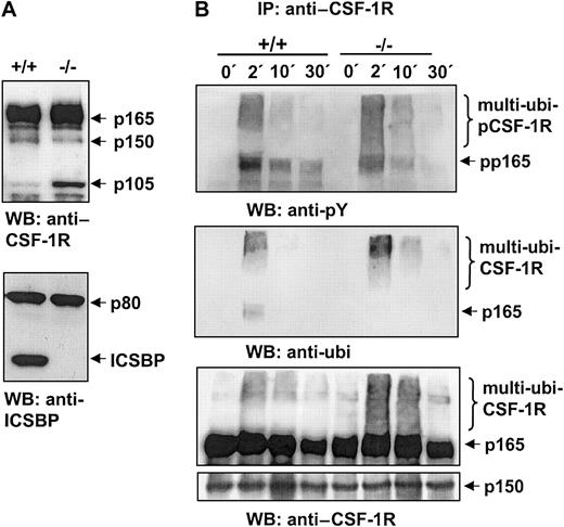 Fig. 2. Expression, autophosphorylation, and ubiquitination of CSF-1R in BMMs from ICSBP+/+ and ICSBP−/− mice. / (A) Total cell extracts from 5 × 105 BMMs cultured in the presence of 20 ng/mL CSF-1 (as described in “Materials and methods”) were loaded per lane and probed with an anti–CSF-1R antiserum by western blotting (upper panel). Equal loading of the lanes was confirmed by detection of an unspecific band, p80, with the ICSBP antibody (lower panel). (B) BMMs were deprived of CSF-1 for 16 hours, followed by stimulation with 100 ng/mL CSF-1 at 37°C for the indicated times. After incubation, cells were lysed and immunoprecipitated with an anti–CSF-1R antiserum. Immuncomplexes were analyzed by western blotting either with antiphosphotyrosine antibody (upper panel), antiubiquitin antibody (middle panel), or anti–CSF-1R antiserum (lower panel). In the CSF-1 western blot the position of the band corresponding to the 150-kd isoform of CSF-1 is indicated as a loading control.