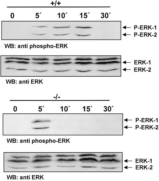 Fig. 3. Rapid termination of CSF-1R signaling in ICSBP−/− BMMs. / BMMs were deprived of CSF-1 for 16 hours following stimulation with 200 ng/mL CSF-1 at 37°C for the indicated time points. Total extracts were subjected to SDS-PAGE and western blot analyses with an antiphospho-Erk-1/2 antibody (upper panel). To confirm equal protein loading the membrane was stripped and blotted with an anti–Erk-1/2 antibody (lower panel).