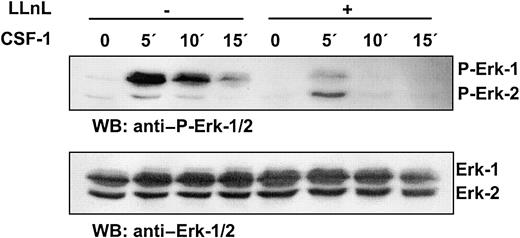 Fig. 6. Activation of Erk-1/2 in response to CSF-1 is diminished by protease inhibitor LLnL. / BMMs from ICSBP+/+ mice were incubated in the presence or absence of 25 μM LLnL and deprived of CSF-1 simultaneously for 12 hours. The cells were then stimulated with 100 ng/mL CSF-1 for the times indicated.