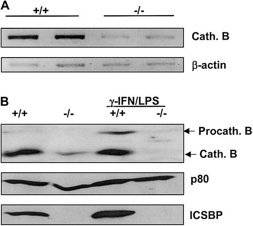 Fig. 7. Expression of lysosomal protease cathepsin B is positively regulated by ICSBP. / (A) Cytosolic RNA was isolated from BMMs and analyzed by RT-PCR using specific primers for cathepsin B cDNA. (B) BMMs were cultured with 20 ng/mL CSF-1 and stimulated with 200 U/mL IFN-γ and 100 ng/mL LPS or mock-stimulated for 24 hours. Total cell extracts of 5 × 105 cells per lane were subjected to western blotting with an anti–cathepsin B antibody. Equal protein loading was confirmed by blotting with an anti-ICSBP antiserum detecting ICSBP and p80.