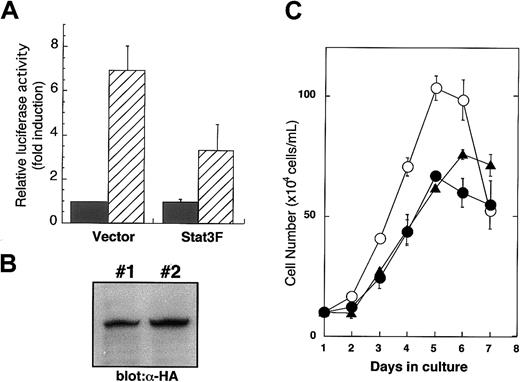 Fig. 1. Stat3F works as a dominant-negative mutant in TPO signaling. / (A) After 24-hour starvation, UT-7/TPO cells were transfected with luciferase reporter plasmid 4XAPREluc and pCAGGS vector or pCAGGS-Stat3F vector. After 12-hour culture, the cells were treated with TPO (hatched bar) or fetal calf serum alone (black bar) for 6 hours and then were harvested for luciferase assay. Values were normalized to transfection efficiency and represent the means of 3 independent experiments. (B) pCAGGS-Stat3F plasmids were introduced into UT-7/TPO cells, and 2 independent transfectants were established. Overexpression of Stat3F was confirmed by Western blot analysis using anti–HA-tag antibody. (C) Parental UT-7/TPO cells (○) and 2 lines of Stat3F expressing UT-TPO cells (clone 1, ●; clone 2, ▴) were cultured with 10 ng/mL TPO for the indicated periods. Cell numbers and viability were assessed by trypan blue dye exclusion.