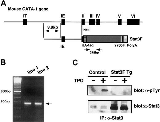 Fig. 2. Establishment of Stat3F Tg mice. / (A) Schematic structure of the GATA-1 gene regulatory region (IE3.9int) cassette. This cassette contains 3.9-kb pairs of sequences 5′ to the IE exon, the IE exon itself, the first intron, and part of the second exon of the mouse GATA-1 gene. Stat3cDNA was linked to this cassette. (B) mRNAs were isolated from the spleen of the Tg mice, and the expression of Stat3F was verified by RT-PCR. Positions of the primer pairs are shown in Figure 2A. (C) High expression and dominant-negative regulation of Stat3F in the platelets from the Tg mice. Platelets were isolated from the Tg mice, and the expression of Stat3F was confirmed by Western blotting (lower panel). Stat3F worked as a dominant-negative regulator in TPO-induced tyrosine phosphorylation of Stat3 (upper panel).