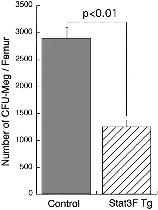 Fig. 9. Delayed recovery of CFU-Meg from myelosuppression in Tg mice. / On day 7 after 5-FU injection, control mice (n = 3) and Stat3F Tg mice (n = 2) were killed. Isolated bone marrow cells were cultured with MegaCult-C media in the presence of 10 ng/mL IL-3, 20 ng/mL IL-6, and 50 ng/mL TPO. After 7-day culture, the colonies formed were stained with AChE. Results represent the mean number (±SD) of CFU-Meg colonies per femur.