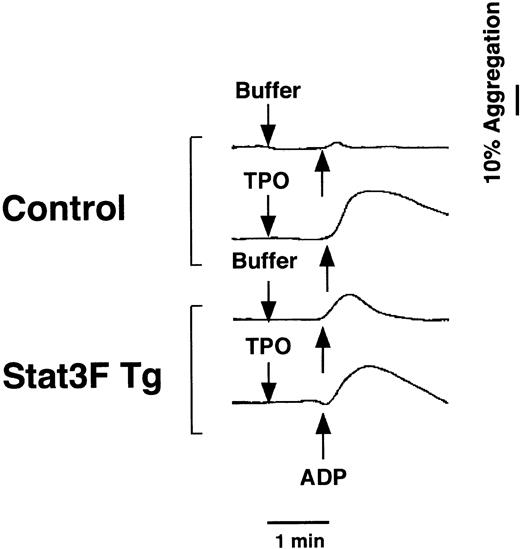 Fig. 10. Effects of TPO on ADP-induced platelet aggregation in Tg mice. / Hirudin PRP was incubated with TPO (100 ng/mL) or autologous platelet-poor plasma for 5 minutes. ADP (2 μM) was added at the time indicated by the arrow, and the platelets were incubated with continuous stirring (1000 rpm) at 37°C for the measurement of aggregation.