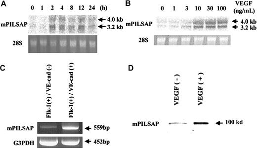 Fig. 1. Expression of mPILSAP. / (A) MSS31 cells were preincubated for 24 hours in 0.1% FCS/αMEM and then stimulated with 100 ng/mL VEGF for the indicated period. (B) After preincubation, MSS31 cells were stimulated with the indicated concentrations of VEGF for 4 hours. Total RNA was obtained and Northern blot analysis performed. As a control, 28S RNA in the ethidium bromide–stained gel is also shown. (C) Total RNAs were obtained from Flk-1+/VE-cadherin− and Flk-1+/VE-cadherin+ cells. RT-PCR was performed as described in “Materials and methods.” Mouse G3PDH was used as internal control. (D) After preincubation, MSS31 cells were stimulated with the indicated concentrations of VEGF for 8 hours. Western blot analysis was performed as described in “Materials and methods.”