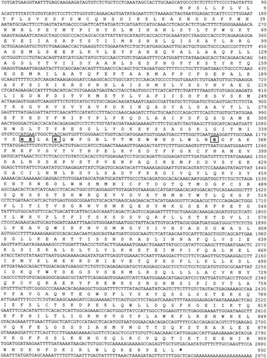 Fig. 2. Nucleotide and deduced amino acid sequence of mPILSAP. / Nucleotide residues are numbered from 5′ to 3′, with the first residue of the ATG codon encoding the putative initiating methionine. The deduced amino acid sequence is displayed below the nucleotide sequence as a sequence of one-letter codes starting from the methionine. The HEXXH(X)18E consensus sequence is boxed. * indicates the terminal codon.