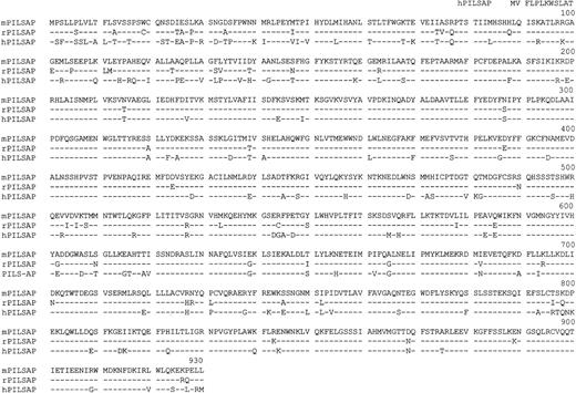 Fig. 3. Comparison of mPILSAP protein with rat and human PILSAPs. / The deduced amino acid sequence of mPILSAP is aligned with the sequences of rat and human PILSAPs.