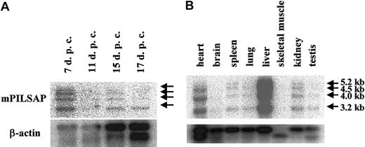 Fig. 5. Expression of mPILSAP mRNA in embryo and adult tissues. / Northern blot filters (Clontech) of mouse embryonic (panel A) and adult (panel B) tissues were probed with 32P-labeled full-length cDNA probe of mPILSAP. As a control, mouse β-actin is shown below.
