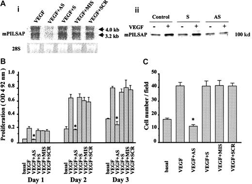 Fig. 7. Role of mPILSAP in VEGF-stimulated proliferation and migration of MSS31 cells. / The mPILSAP is required for VEGF-stimulated proliferation and migration of MSS31 cells. MSS31 cells were preincubated in 0.1% FCS/αMEM for 24 hours and then treated with mPILSAP ODNs for 6 hours. Thereafter, cells were stimulated with 30 ng/mL VEGF for 12 hours. (A) Northern blot analysis showed that AS-ODN specifically eliminated expression of mPILSAP mRNA. AS indicates AS-ODN; S, S-ODN; MIS, MIS-ODN; SCR, SCR-ODN. As a control, 28S RNA from the ethidium bromide–stained gel is also shown. Western blot analysis also showed that AS-ODN specifically down-regulated mPILSAP protein level of VEGF-stimulated cells. (B) Cell proliferation was examined as described in “Materials and methods.” AS-ODN specifically inhibited VEGF-stimulated proliferation of MSS31 cells. Values are means and SDs of triplicate samples. *Significant difference compared with the VEGF-stimulated group (P < .001). (C) Cell migration was examined as described in “Materials and methods.” AS-ODN specifically inhibited VEGF-stimulated migration of MSS31 cells. Values are means and SDs of 4 fields. *Significant difference compared with the value for the corresponding VEGF-stimulated group (P < .001).