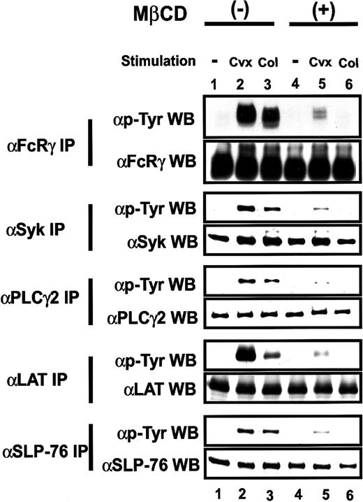 Fig. 4. GPVI–FcRγ downstream signaling is inhibited by MβCD treatment. / Platelets pretreated with (+) or without (−) 20 mM MβCD were unstimulated or stimulated with 50 ng/mL Cvx or 50 μg/mL collagen (Col) for 30 seconds and were lysed in Triton X-100 lysis buffer. Immunoprecipitates (IP) were obtained from the lysates, resolved on SDS-PAGE, and immunoblotted (WB) with each specified antibody. Blots were also reprobed with antiphosphotyrosine antibody (αp-Tyr).