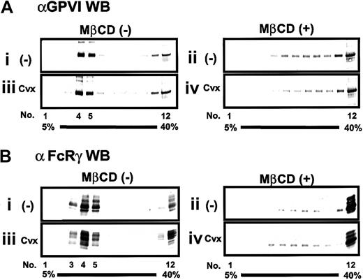 Fig. 5. Localization of the GPVI–FcRγ complex in the low-density sucrose-gradient fractions and effect of MβCD. / Platelets were preincubated without (i,iii) or with (ii, iv) 20 mM MβCD for 30 minutes, washed once, unstimulated (i, ii) or stimulated (iii, iv) with 20 ng/mL Cvx for 30 seconds, and lysed in Triton X-100–containing buffer. The whole lysate was separated into 12 fractions (1-12) by sucrose density (5%-40%) ultracentrifugation. An equal volume of gradient fractions was separated by SDS-PAGE and blotted (WB) with anti-GPVI or anti-FcRγ antibody.